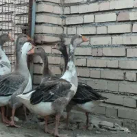 غاز محلی