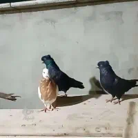 کبوتر|پرنده|گرگان, |دیوار