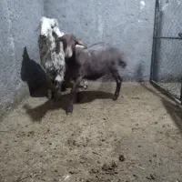 بره نر چاق وروغنی سبک وزن ۳۵کیلو