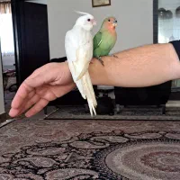 عروسی هلندی و طوطی برزیلی سرلاکی دو ماهه|پرنده|اردبیل, |دیوار