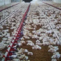 کود مرغ سالنی