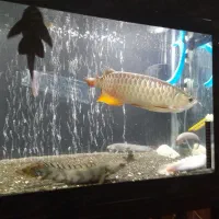 ماهی پولی پلی آکواریوم دیسکس