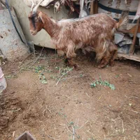 یک تیر بز شکم اول