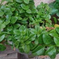 گل وگیاه|گل و گیاه طبیعی|محمدیه-قزوین, |دیوار