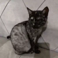 گربه اسکاتیش|گربه|بومهن, |دیوار