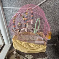 دوعددعروس هلندی وقفس