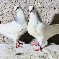 فروشی چند جفت طوقی کرمانشاهی