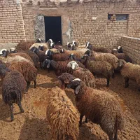 بره  نر چاق درجه یک کم دنبه ۳۰راس وبره قوچ شال|حیوانات مزرعه|قزوین, |دیوار