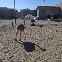 شتر مرغ 80روزه و 60روزه بفروش میرسد|حیوانات مزرعه|سبزوار, قصبه شرقی|دیوار