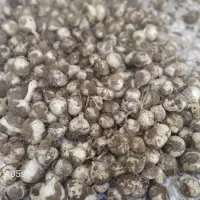 موسیر کوهی درشت  در رزن
