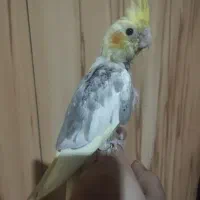 جوجه عروس هلندی