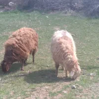 گوسفند نرجوان بدون پشم ۶۲۰