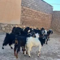 بز داشتی|حیوانات مزرعه|دهلران, |دیوار