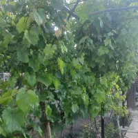 هرس و پیوند انگور‌