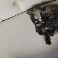 گربه بریتیش شورت هیر|گربه|گنبد کاووس, |دیوار