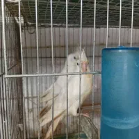 جفت البینو با جوجه