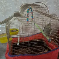 عروس هلندی با قفس و تجهیزات جانبی