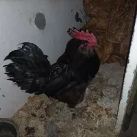 خروس ریشی سیاه محلی