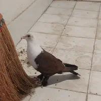 کلاغ