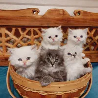 بچه گربه پرشین خانگی