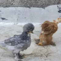جوجه برهما سلطان سبرایت