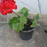 فروش فوق العاده گل بمناسبت روز مادر|گل و گیاه طبیعی|تالش, هشتپر|دیوار