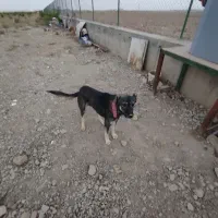 سگ گله ای|سگ|شیروان (خراسان), |دیوار