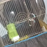 عروس هلندی نژاد  الیزابت