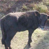 گاو با گوساله|حیوانات مزرعه|سنگر, |دیوار