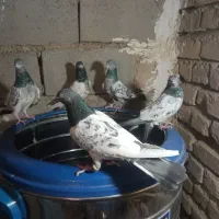 کفتر پاکستانی