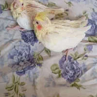 عروس هلندی|پرنده|تهران, قصر فیروزه ۲|دیوار