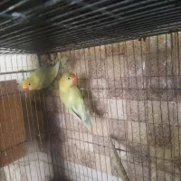 مولدا طوطی برزیلی کار داده فروشی