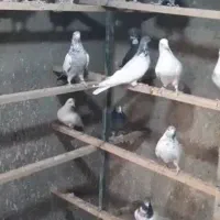 بارجدیدرسید|پرنده|کوهدشت, |دیوار