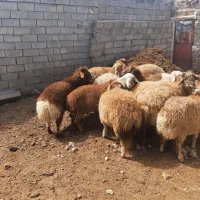 گوسفند و بره نر برای قربانی|حیوانات مزرعه|اردبیل, |دیوار