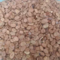 باقلا خشک تازه وتمیز و پزا