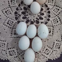 سلام تخم اردک دو رگه کله سبز پروازی
