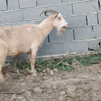 بز آلپاین و سانن . بزغاله|حیوانات مزرعه|سیمین شهر, |دیوار