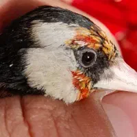 قناری سهره چهار گل جوجه قفسی مست|پرنده|مشهد, امیر آباد|دیوار