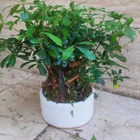 بونسای میخک هندی و افرا|گل و گیاه طبیعی|کرج, آق تپه|دیوار