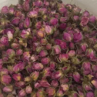 غنچه گل محمدی