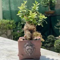بنسای جید خرفه کراسولا|گل و گیاه طبیعی|تهران, بهارستان|دیوار
