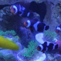 دلقک بلک اسلاریس