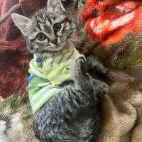 واگذاری گربه|گربه|یزد, |دیوار