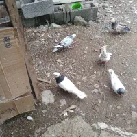 فروش کبوتر