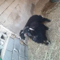 دوتا نر شادگان