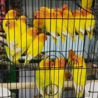 طوطی  برزیلی فیشر طلایی نر بالغ