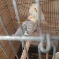 یک جفت عروس هلندی