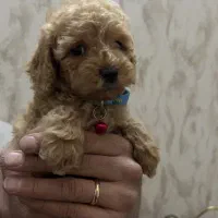 سگ پودل توی نر|سگ|ری, فیروزآبادی|دیوار