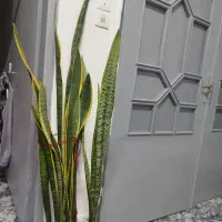 گل آپارتمانی سانسوریا