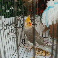 عروس هلندی شیطون و بازیگوش